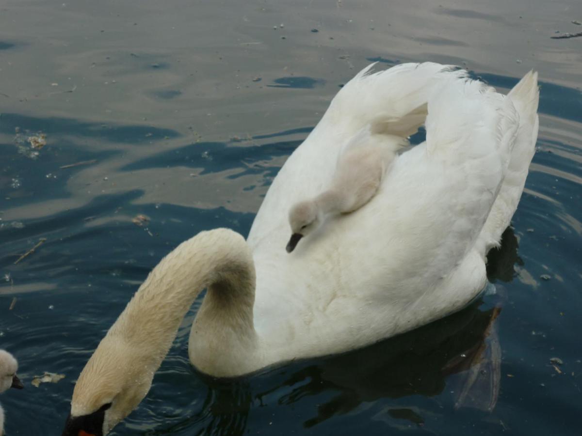 Au Petit Canal De Colmar 2 Kunheim Dış mekan fotoğraf